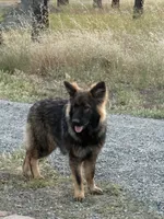 Ziva , a female German Shepherd Dog for sale in Sacramento, CA – 3 of 10