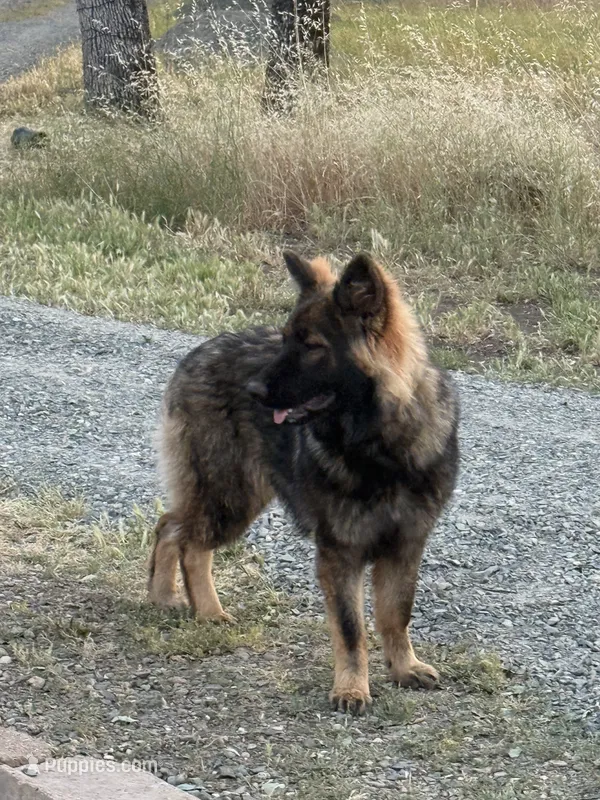 Ziva  – German Shepherd Dog puppy for sale in Sacramento, CA