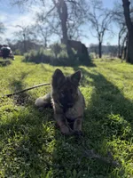 Ziva , a female German Shepherd Dog for sale in Sacramento, CA – 7 of 10