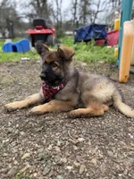 Ziva , a female German Shepherd Dog for sale in Sacramento, CA – 8 of 10