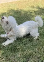 Daisy, a female Bichon Frise and Poodle - Miniature  for sale in Lawton, OK – 2 of 5
