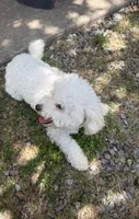 Daisy, a female Bichon Frise and Poodle - Miniature  for sale in Lawton, OK – 4 of 5