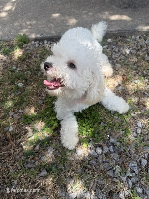 Daisy – Bichon Frise, Poodle - Miniature  puppy for sale in Lawton, OK