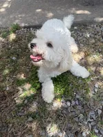 Daisy, a female Bichon Frise and Poodle - Miniature  for sale in Lawton, OK – 1 of 5