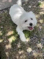 Daisy, a female Bichon Frise and Poodle - Miniature  for sale in Lawton, OK – 5 of 5
