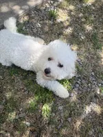 Daisy, a female Bichon Frise and Poodle - Miniature  for sale in Lawton, OK – 3 of 5