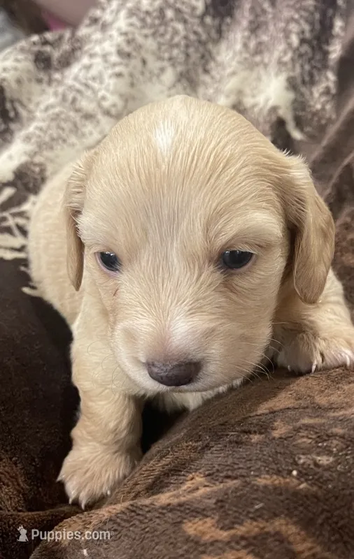 Bolt – Miniature Dachshund puppy for sale in Jayess, MS