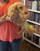 Teenie, a female Miniature Dachshund for sale in Jayess, MS – 6 of 7