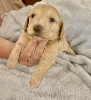 Bolt, a male Miniature Dachshund for sale in Jayess, MS – 2 of 4