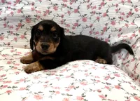 Teenie, a female Miniature Dachshund for sale in Jayess, MS – 2 of 7
