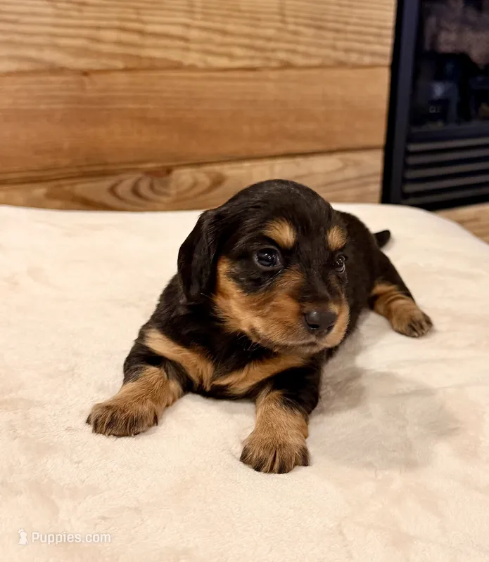Teenie – Miniature Dachshund puppy for sale in Jayess, MS