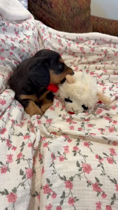 Teenie, a female Miniature Dachshund for sale in Jayess, MS – 7 of 7