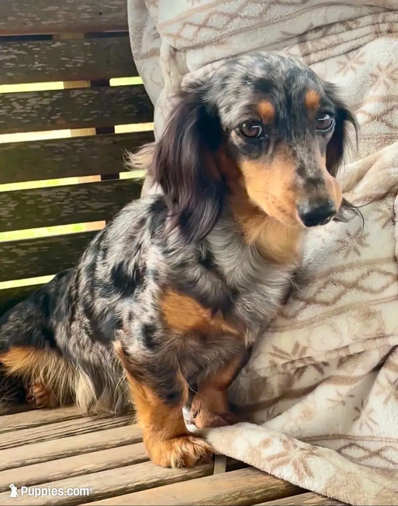Bolt, a male Miniature Dachshund for sale in Jayess, MS – 4 of 4