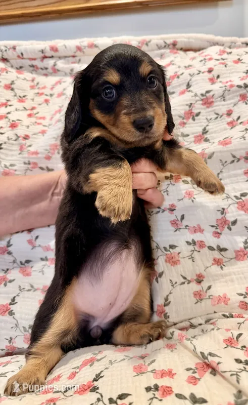 Teenie – Miniature Dachshund puppy for sale in Jayess, MS