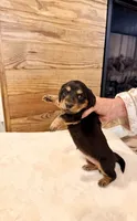 Teenie, a female Miniature Dachshund for sale in Jayess, MS – 2 of 2