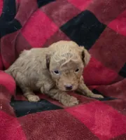 Angel, a female Poodle - Toy  for sale in Cloquet, MN – Photo 2 of 6