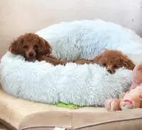 Angel, a female Poodle - Toy  for sale in Cloquet, MN – Photo 3 of 6