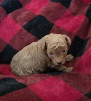 Angel, a female Poodle - Toy  for sale in Cloquet, MN – Photo 6 of 6