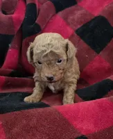 Angel, a female Poodle - Toy  for sale in Cloquet, MN – Photo 5 of 6