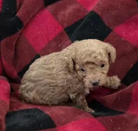 Bud "PENDING ", a male Poodle - Toy  for sale in Cloquet, MN – Photo 3 of 5