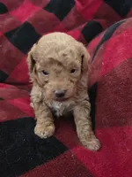 Bud "PENDING ", a male Poodle - Toy  for sale in Cloquet, MN – Photo 2 of 5