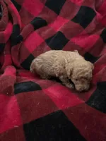 Bud "PENDING ", a male Poodle - Toy  for sale in Cloquet, MN – Photo 5 of 5