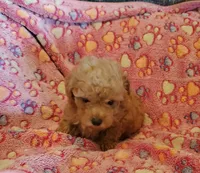 Bella, a female Poodle - Toy  for sale in Cloquet, MN – Photo 3 of 3