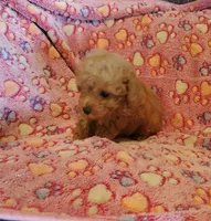 Bella, a female Poodle - Toy  for sale in Cloquet, MN – Photo 2 of 3