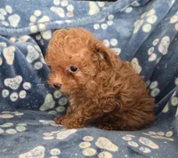 Strom, a male Poodle - Toy  for sale in Cloquet, MN – Photo 2 of 3