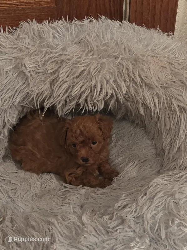 Strom – Poodle - Toy  puppy for sale in Cloquet, MN