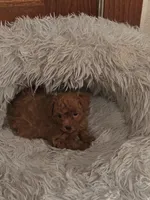 Strom, a male Poodle - Toy  for sale in Cloquet, MN – Photo 1 of 3