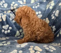 Strom, a male Poodle - Toy  for sale in Cloquet, MN – Photo 3 of 3