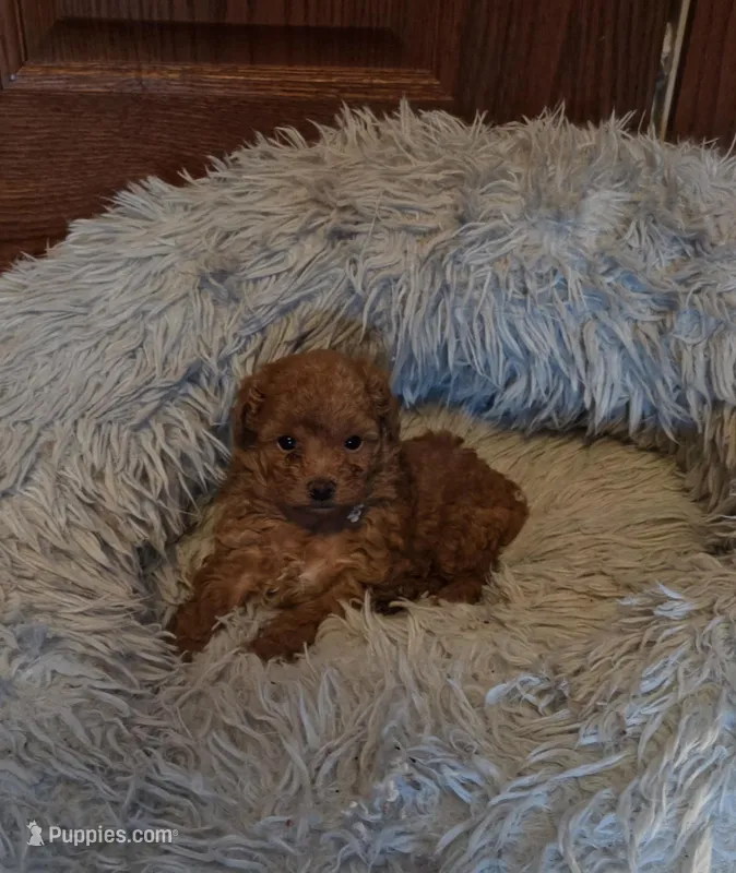 Lucy "pending " – Poodle - Toy  puppy for sale in Cloquet, MN