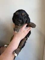Mini Golden Doodle, a female Goldendoodle for sale in Redmond, OR – 3 of 3