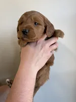Mini Golden Doodle, a female Goldendoodle for sale in Redmond, OR – 1 of 3
