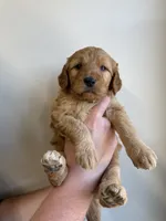 Mini Golden Doodle, a female Goldendoodle for sale in Redmond, OR – 2 of 3