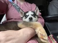 Pretty, a female Siberian Husky for sale in Ashtabula, OH – 5 of 6