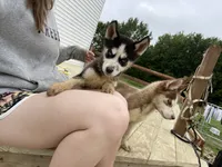 Pretty, a female Siberian Husky for sale in Ashtabula, OH – 4 of 6