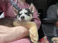 Pretty, a female Siberian Husky for sale in Ashtabula, OH – 6 of 6