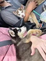 Pretty, a female Siberian Husky for sale in Ashtabula, OH – 3 of 6