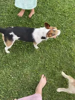 Rowdy , a male Fox Terrier and Jack Russell Terrier for sale in Ashtabula, OH – 6 of 7