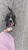 Bella, a female American Pit Bull Terrier and Labrador Retriever for sale in Ashtabula, OH – 3 of 3
