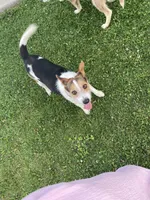 Rowdy , a male Fox Terrier and Jack Russell Terrier for sale in Ashtabula, OH – 5 of 7