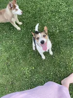 Rowdy , a male Fox Terrier and Jack Russell Terrier for sale in Ashtabula, OH – 7 of 7