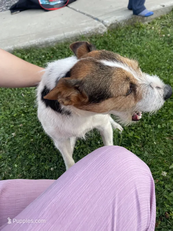 Rowdy  – Fox Terrier, Jack Russell Terrier puppy on hold in Ashtabula, OH