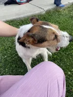 Rowdy , a male Fox Terrier and Jack Russell Terrier for sale in Ashtabula, OH – 1 of 7