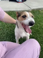 Rowdy , a male Fox Terrier and Jack Russell Terrier for sale in Ashtabula, OH – 2 of 7