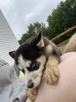 Pretty, a female Siberian Husky for sale in Ashtabula, OH – 2 of 6