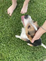 Rowdy , a male Fox Terrier and Jack Russell Terrier for sale in Ashtabula, OH – 4 of 7