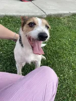 Rowdy , a male Fox Terrier and Jack Russell Terrier for sale in Ashtabula, OH – 3 of 7